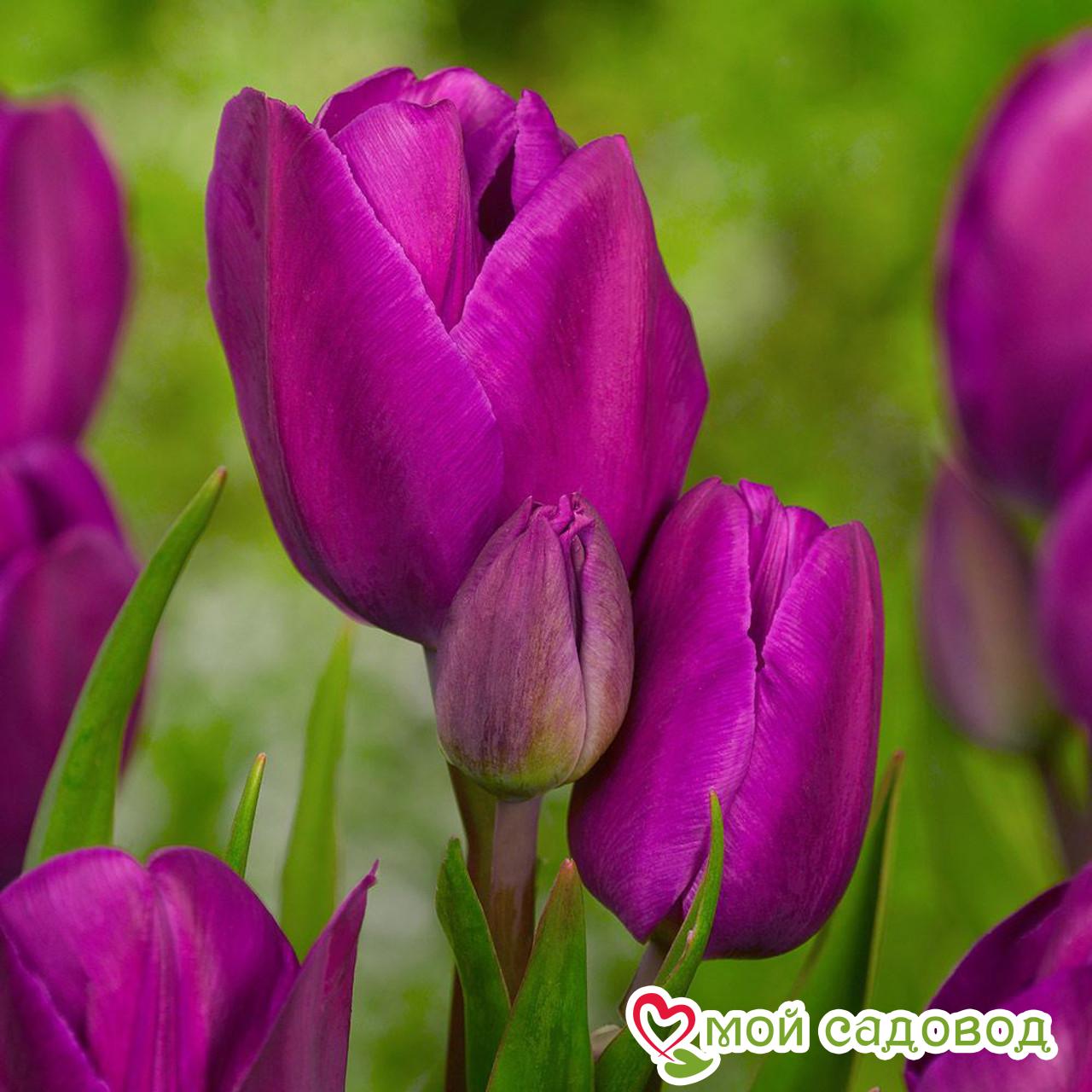 Тюльпан многоцветковый Пурпл Букет