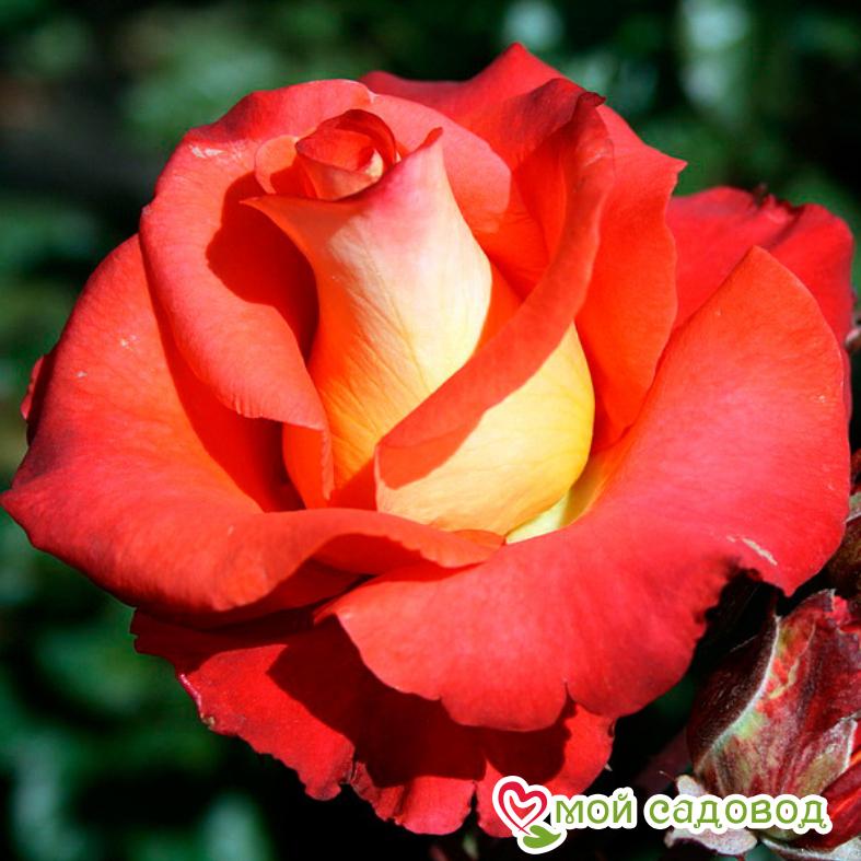 Роза чайно-гибридная Леонидас