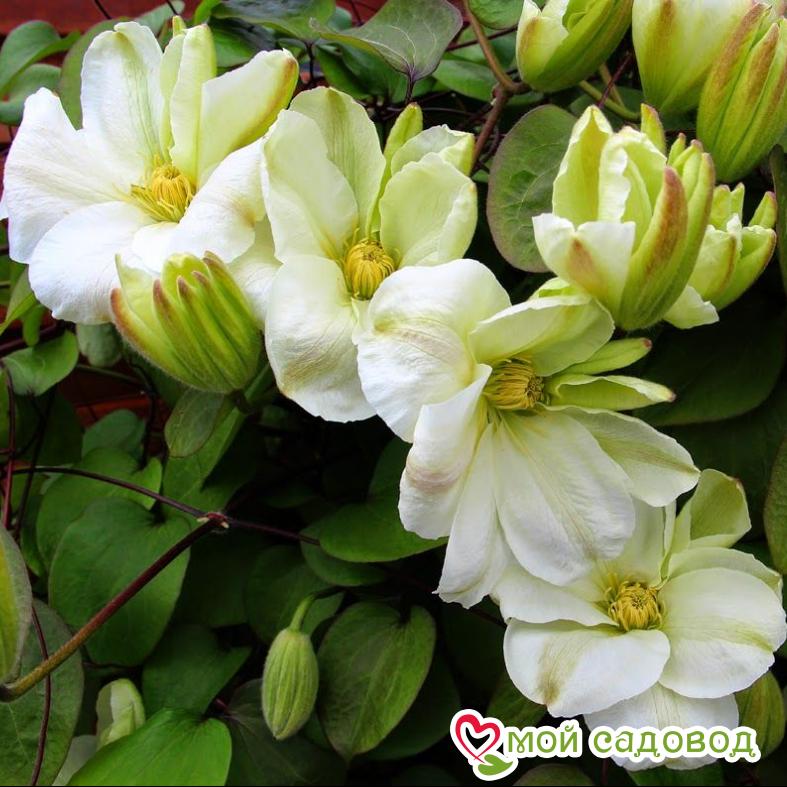 Клематис МЭРИ-КЛЭР