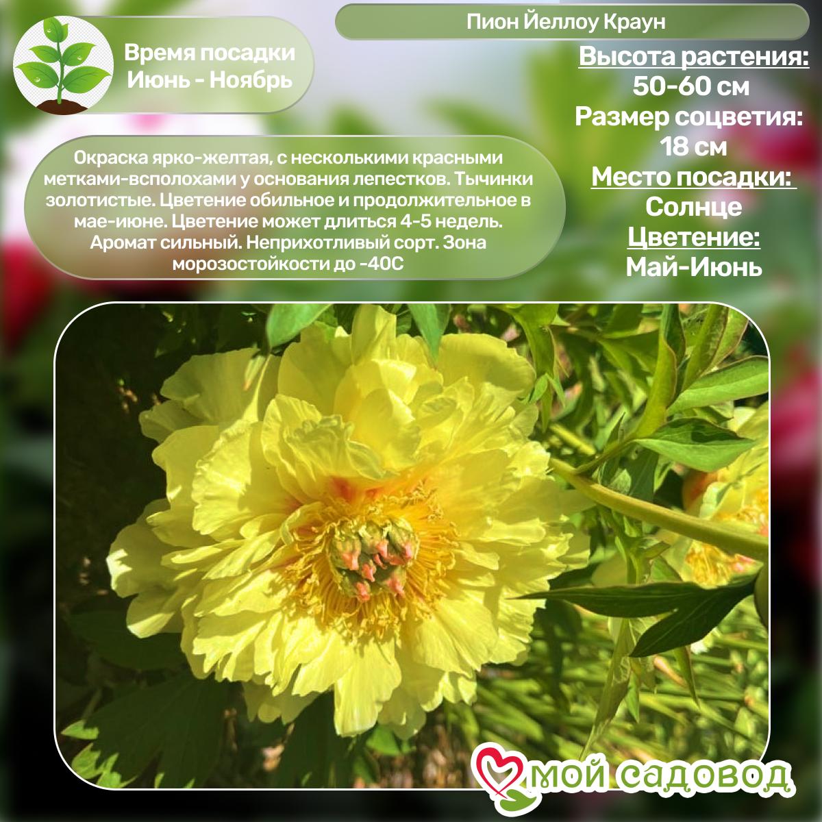 Комплект Пионов - Эксклюзив!