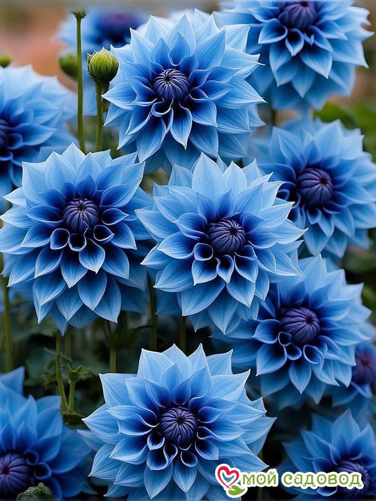 Георгин Вижапе